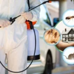 شركة مكافحة الحشرات في جازان 0501823669 – تخلص من الحشرات نهائيًا!
